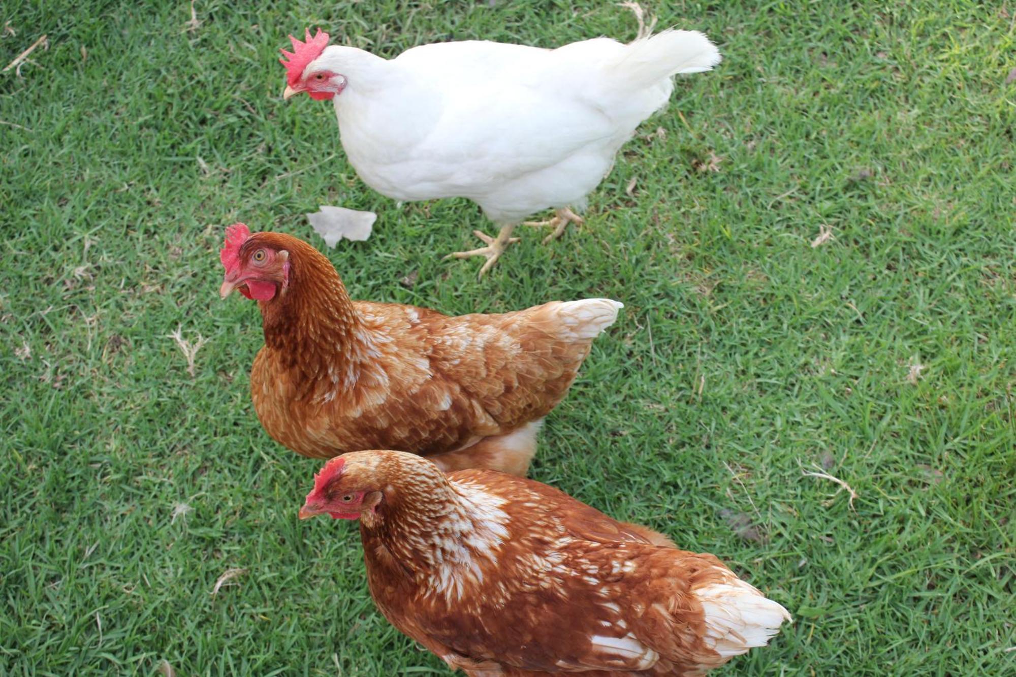 Bryn Glas Farm Stay Moruya Exteriör bild