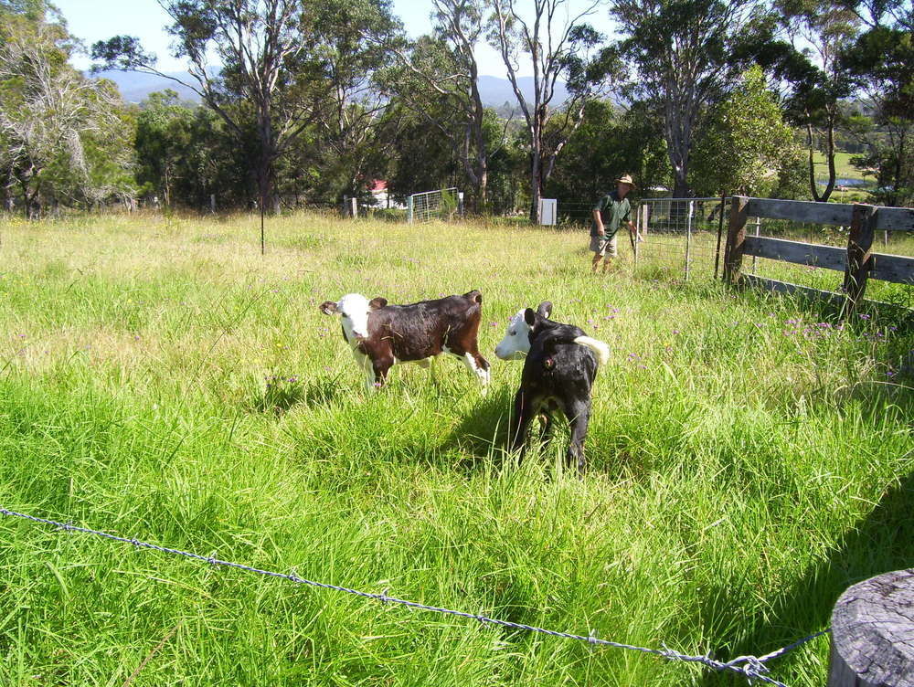 Bryn Glas Farm Stay Moruya Exteriör bild