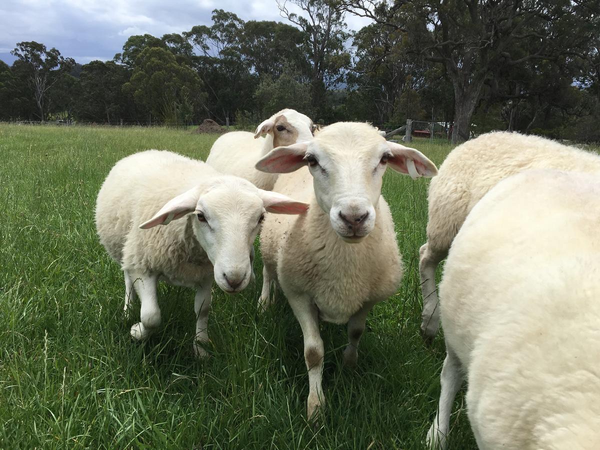 Bryn Glas Farm Stay Moruya Exteriör bild