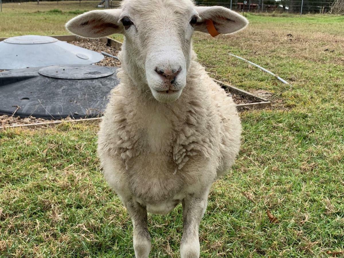 Bryn Glas Farm Stay Moruya Exteriör bild
