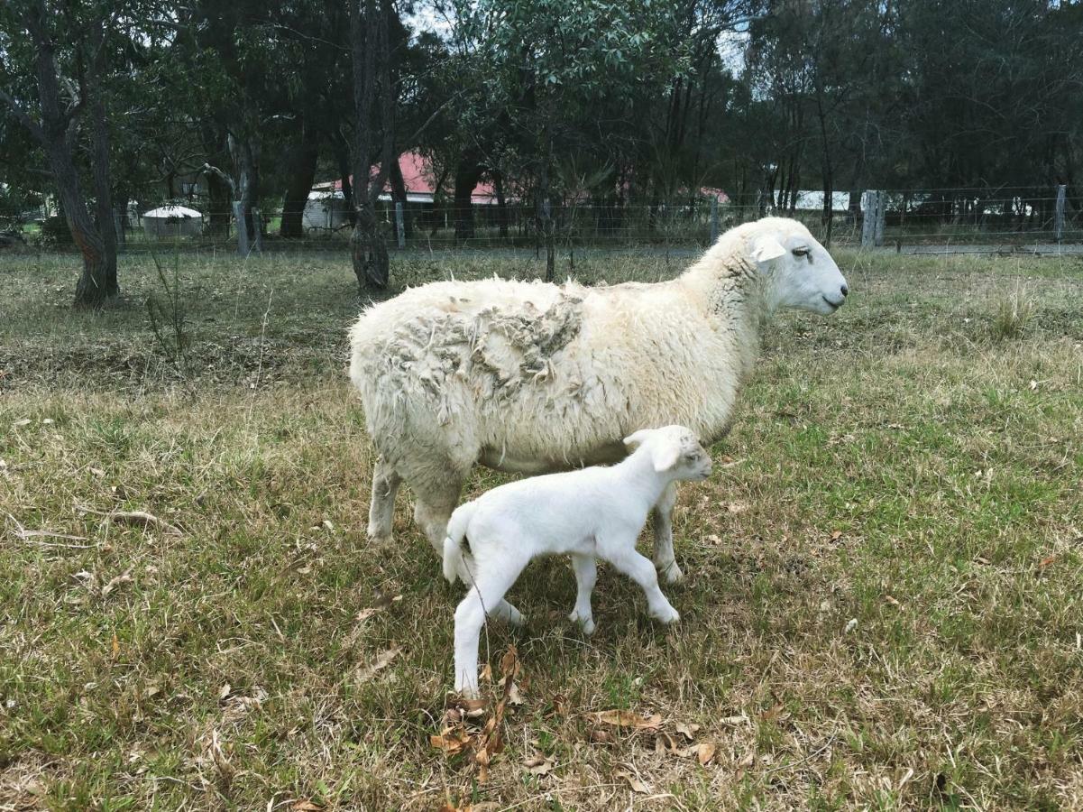Bryn Glas Farm Stay Moruya Exteriör bild